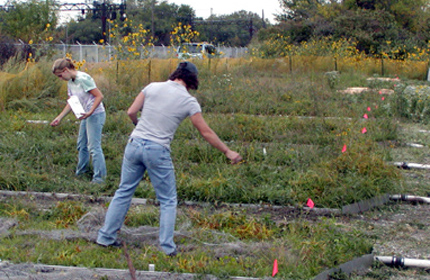 Sowing seeds on test plots with biosolids and compost