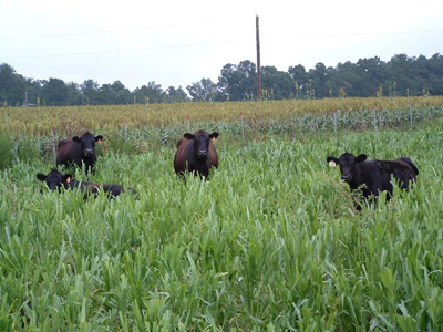 Four cows grazing in pearl millet field with grain sorghum field in the background