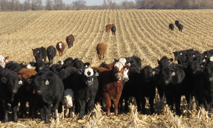 Cattle grazing on corn residue