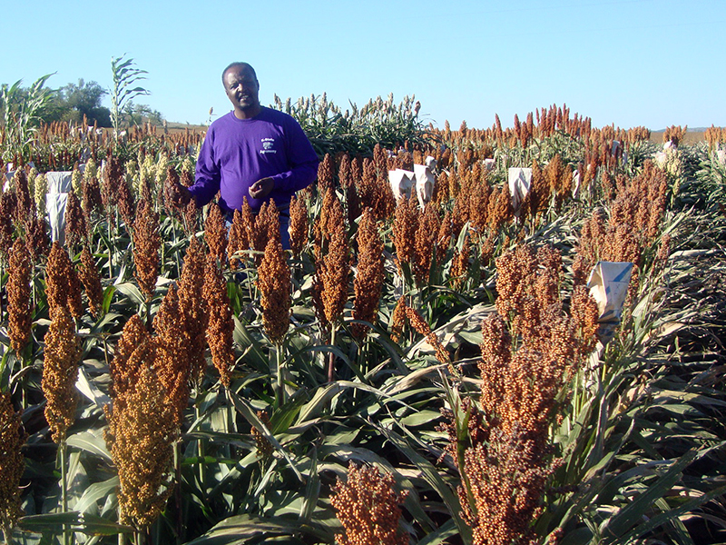 Man in sorghum field