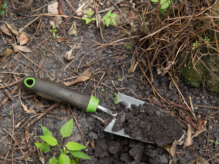 spade with soil and some brush around it