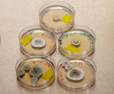 several petri dishes with colorful patches of fungi on clear agar