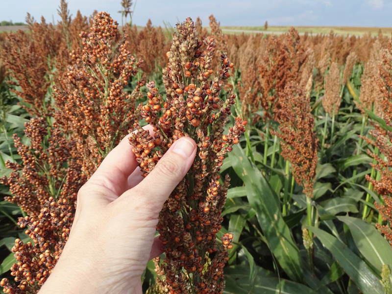 Hand holding sorghum head in field.