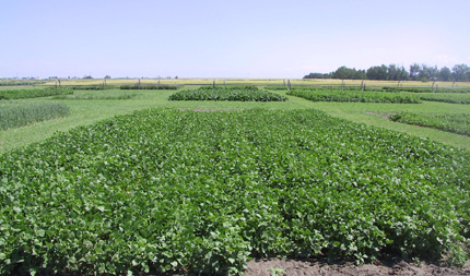 Bean test plot with narrow rows