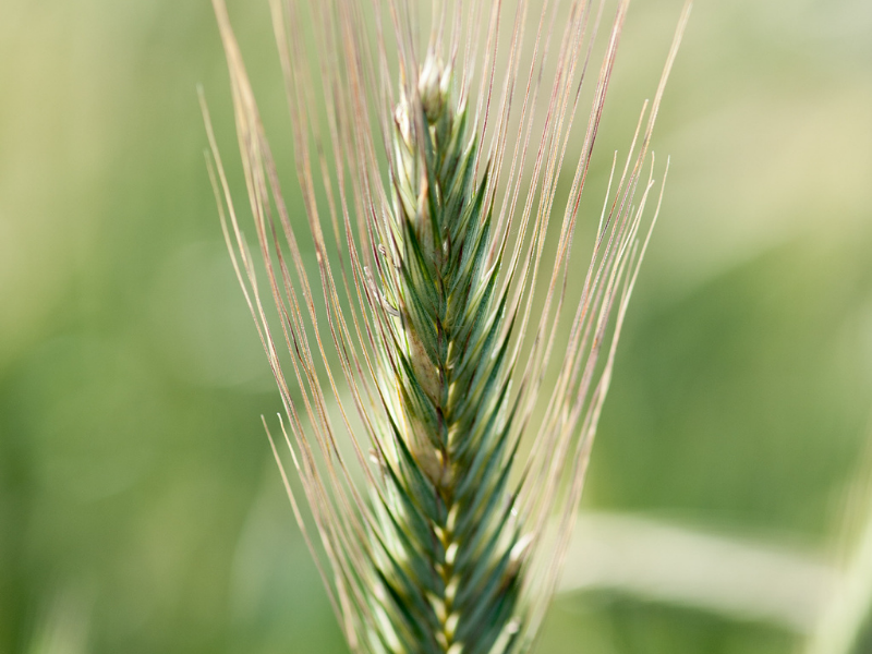 closeup of the spike of rye plant that contains the grains