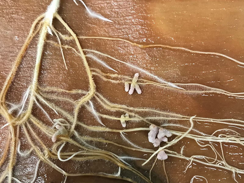 Root system spread on a table showing nodules attached to roots