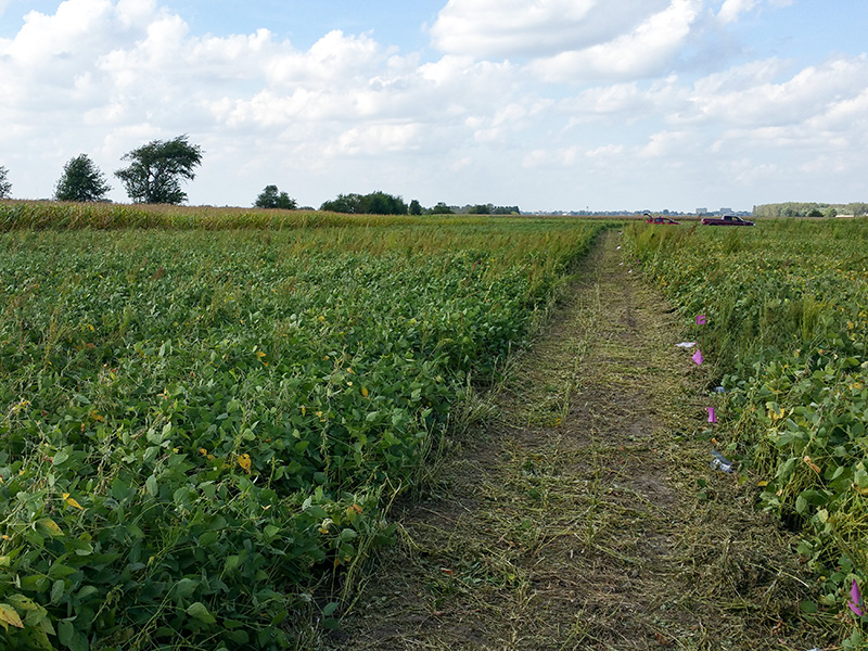 soybean field