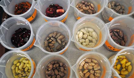 Soaking Andean beans in the lab to evaluate cooking traits