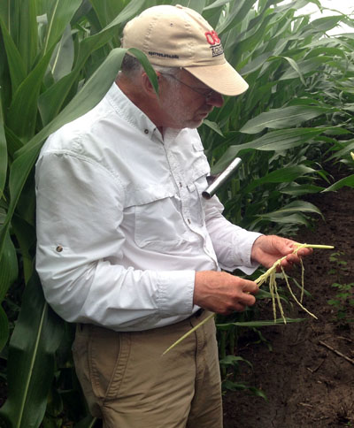 Watters evaluating corn growth in field