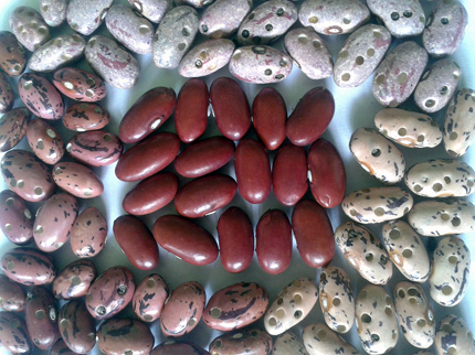 White and pink beans, all riddled with weevil holes, surround a group of dark red beans without holes.