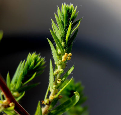 kochia weeds