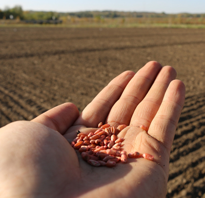 Wheat seed in hand and a field in the background