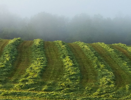 vertical green rows of a mown hayfield and a misty woods in the background