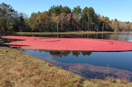 Harvesting cranberries