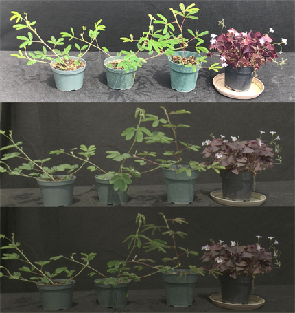 Plants had a varied response to eclipse darkness