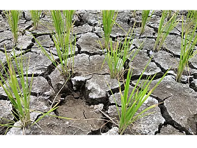 Rice in cracked soil