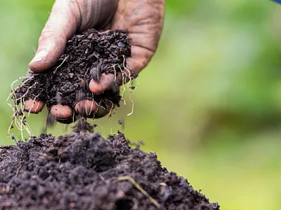 A hand digs in soil
