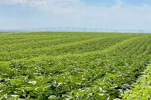 Field full of crops