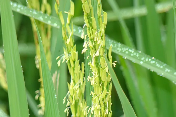 Rice flower close up