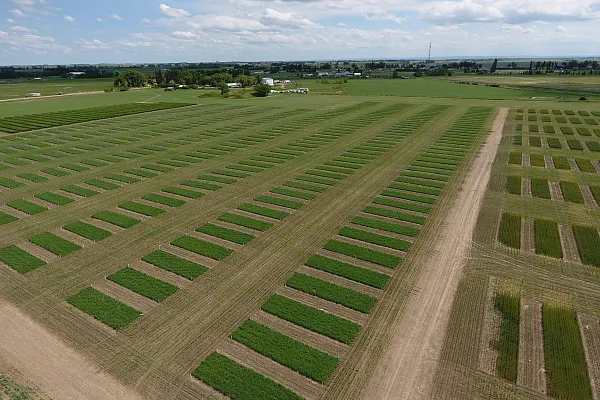 Overhead image of a wheat field