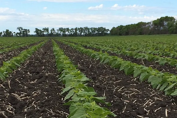 Sunrise over bean crops