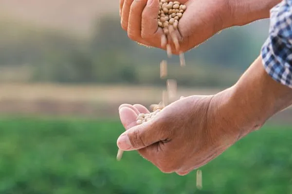 A pair of hands gently releasing seeds into a field