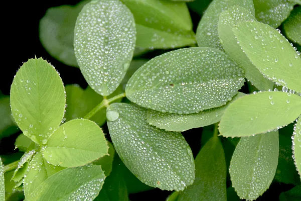 close up of lucern leaves on plant