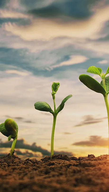 sun and sky with seedlings sprouting