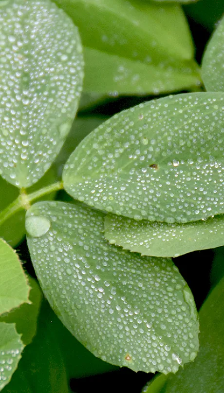 a closeup of alfalfa leaves