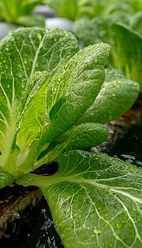 hydroponic gardening of lettuce in research lab