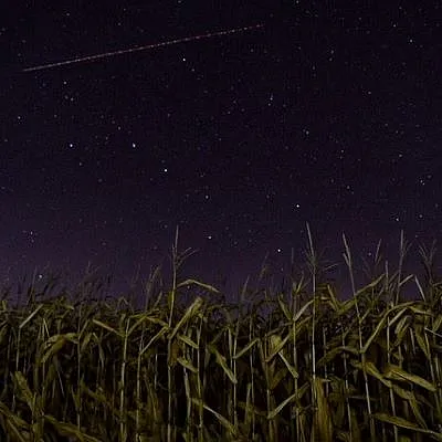 Night sky over crops