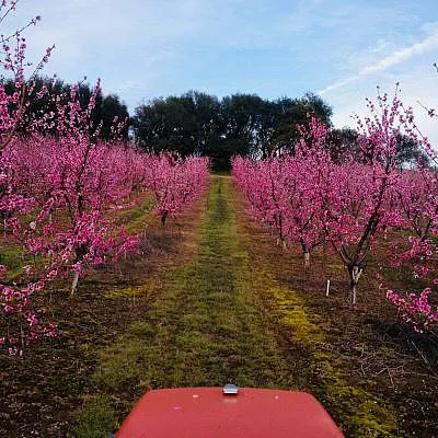 Gold country bloom photo