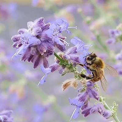 Close up of bee on a flower