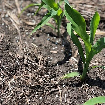 Young crops growing