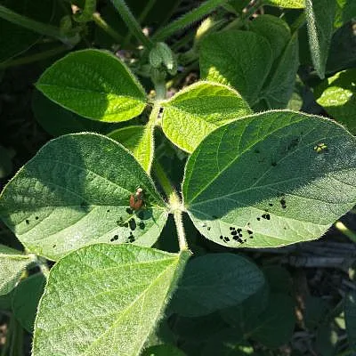 Beetle sitting on a leaf