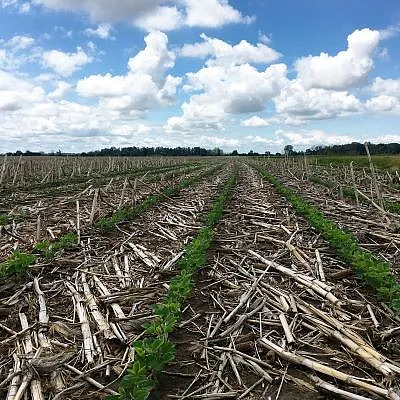 No-till field