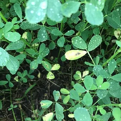 Water droplets on potato leaves