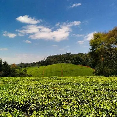 Field in Kenya